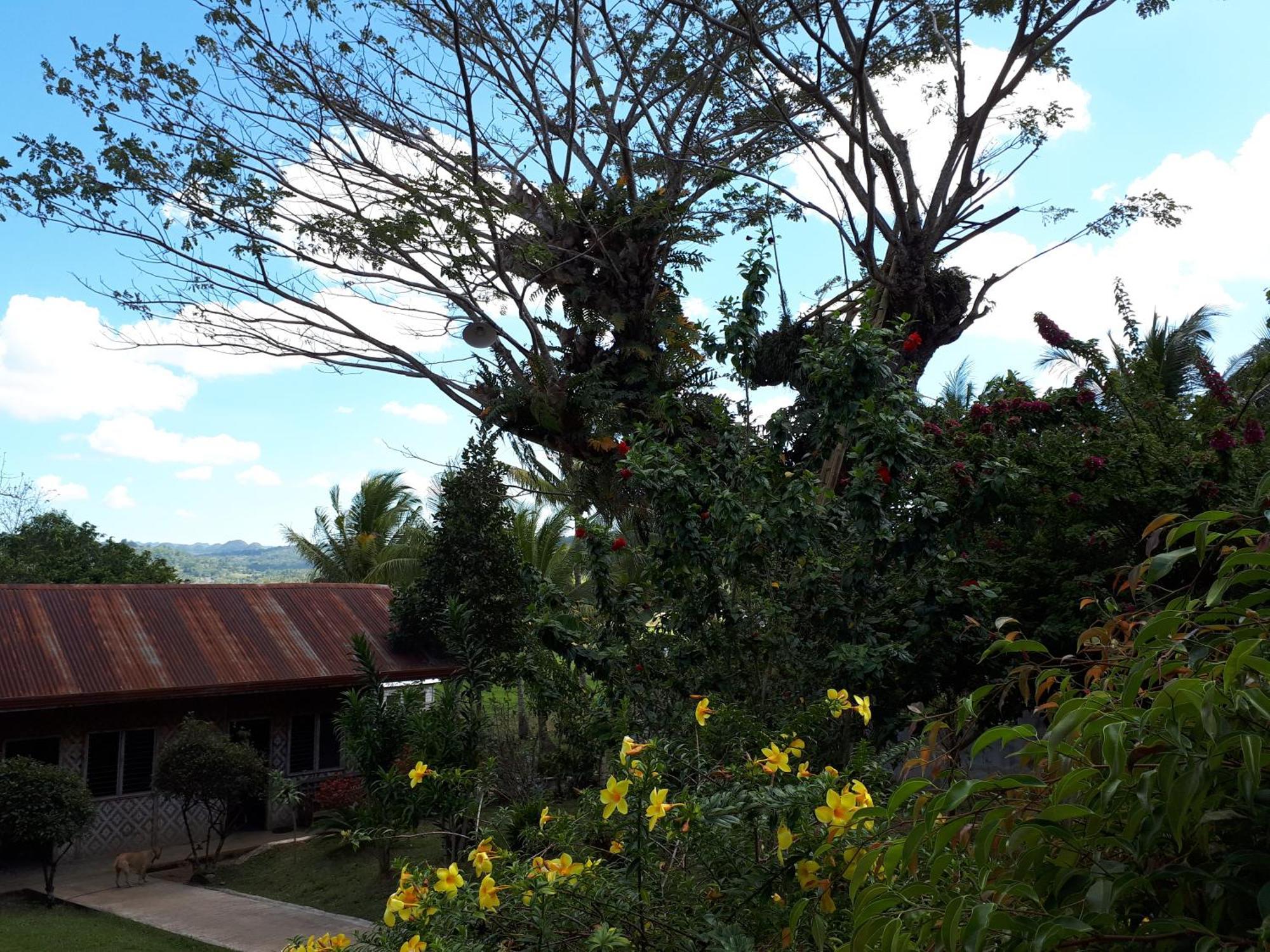 Villa Del Carmen Haven Bohol Kültér fotó